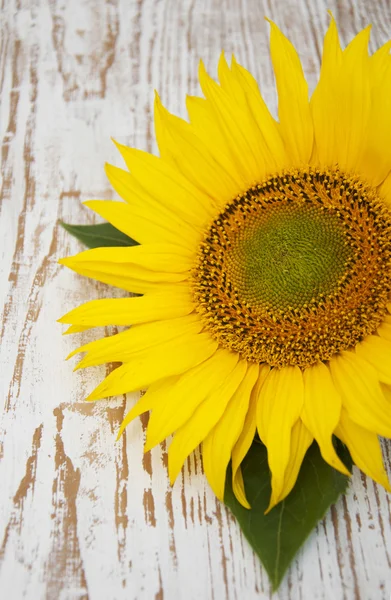 Girasoles — Foto de Stock