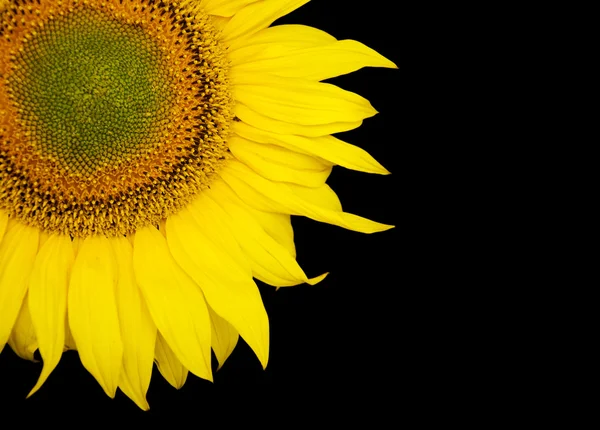 Girasol — Foto de Stock