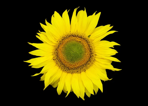 Girasole — Foto Stock