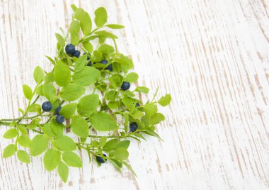 Yaban mersinli Şubesi