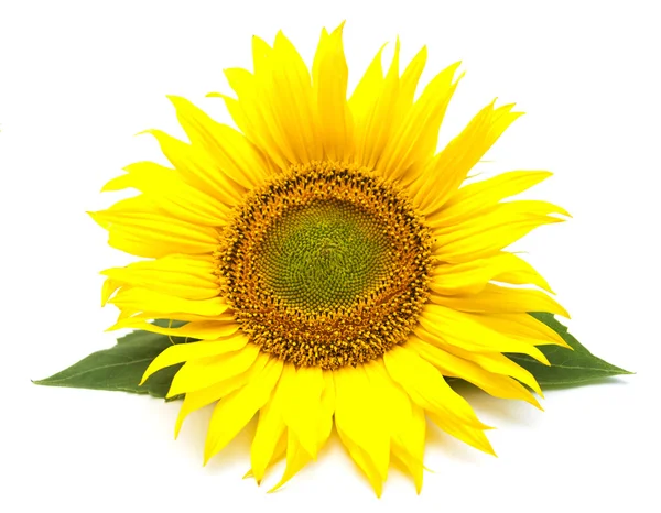 Girasole — Foto Stock