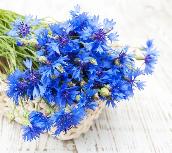 Cornflowers — 스톡 사진