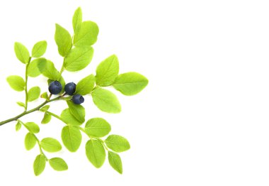 Yaban mersinli Şubesi