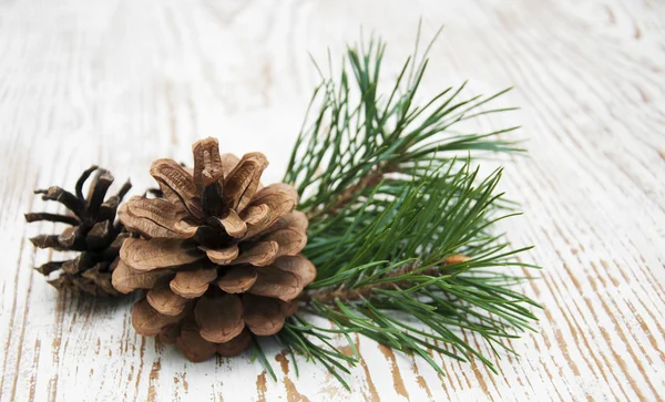 Pine cone — Stock Photo, Image