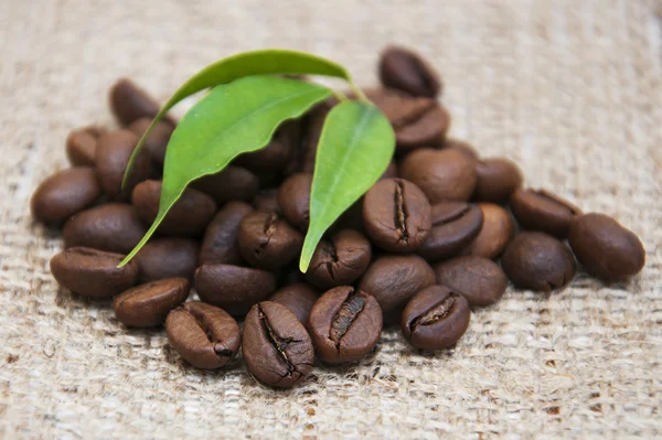 Coffee beans — Stock Photo, Image