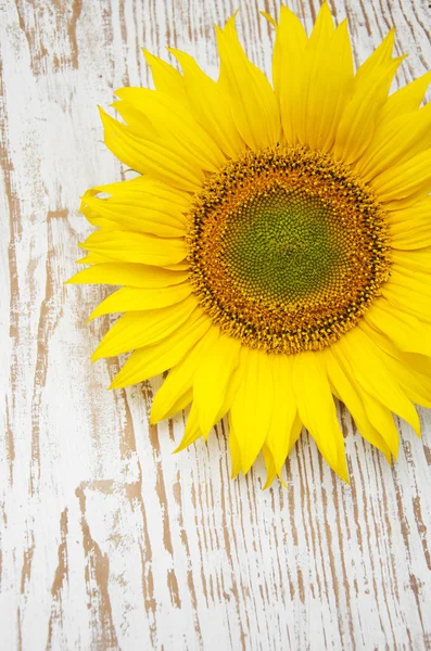 Girasol — Foto de Stock