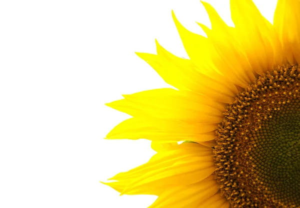 Girasole — Foto Stock