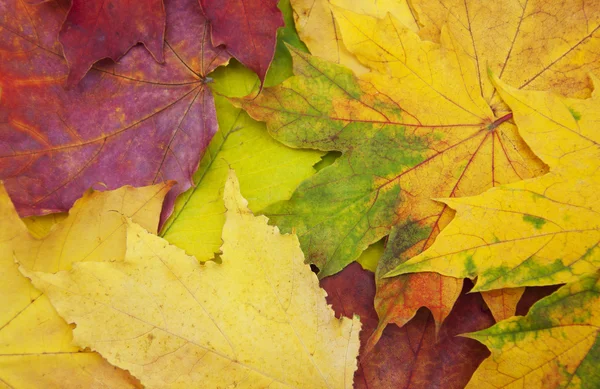 Mezcla de hojas de otoño —  Fotos de Stock