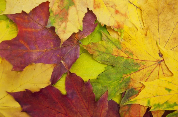 Mixture of Autumn leaves — Stock Photo, Image