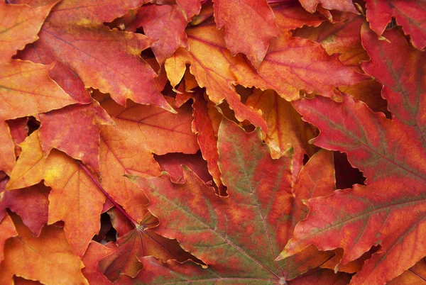 Mezcla de hojas de otoño —  Fotos de Stock