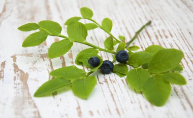 Yaban mersinli Şubesi