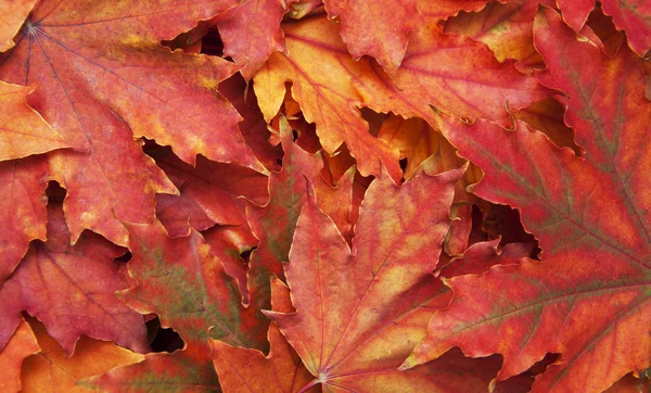 Mezcla de hojas de otoño —  Fotos de Stock