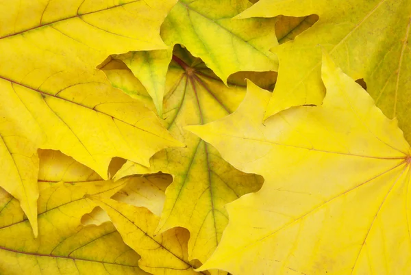 Mezcla de hojas de otoño —  Fotos de Stock