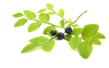 Yaban mersinli Şubesi