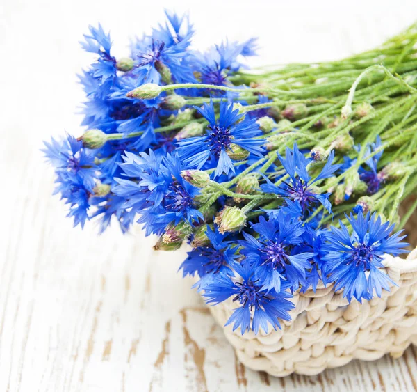 Cornflowers — 스톡 사진