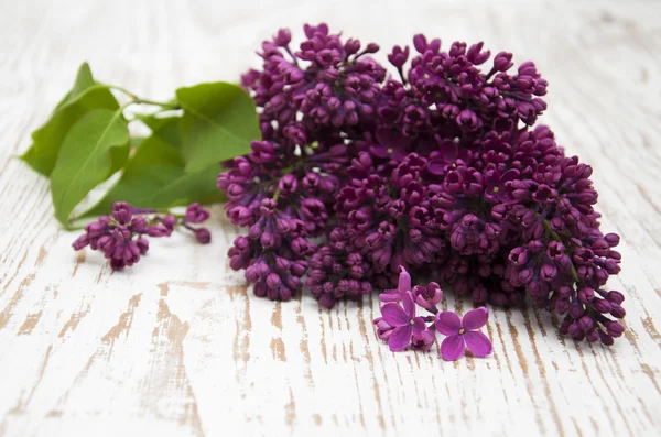 Fliederblüten — Stockfoto