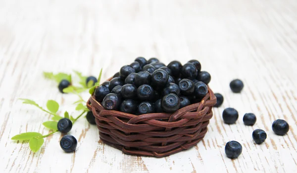 Blaubeeren — Stockfoto