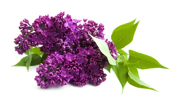 Lilac flowers — Stock Photo, Image