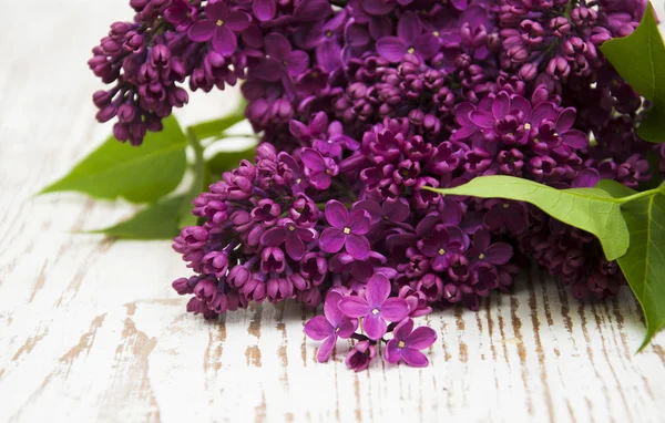 Fliederblüten — Stockfoto