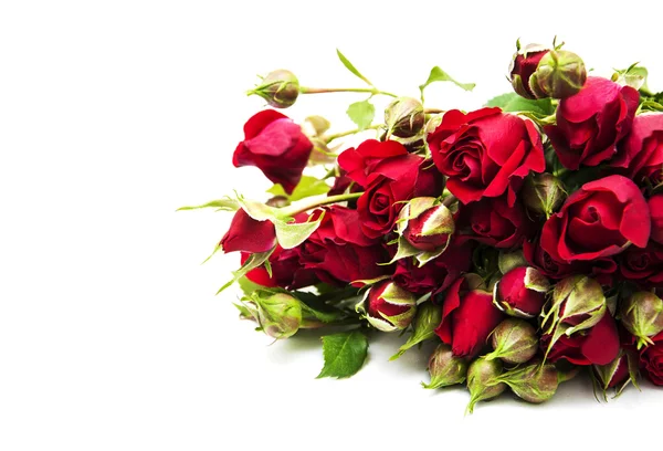Rose rosse — Foto Stock