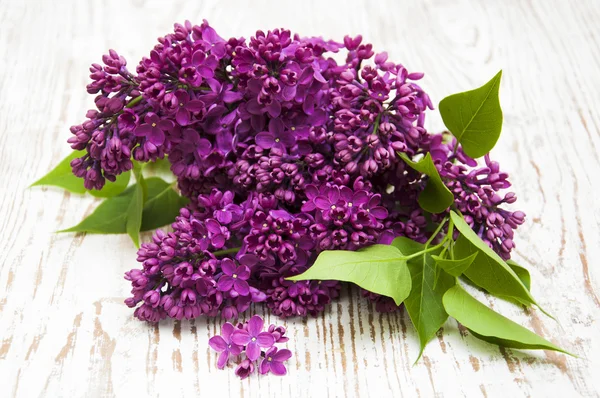 Lilac flowers — Stock Photo, Image