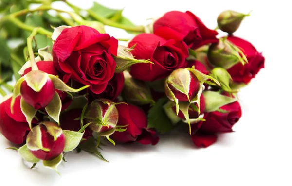 Rose rosse — Foto Stock