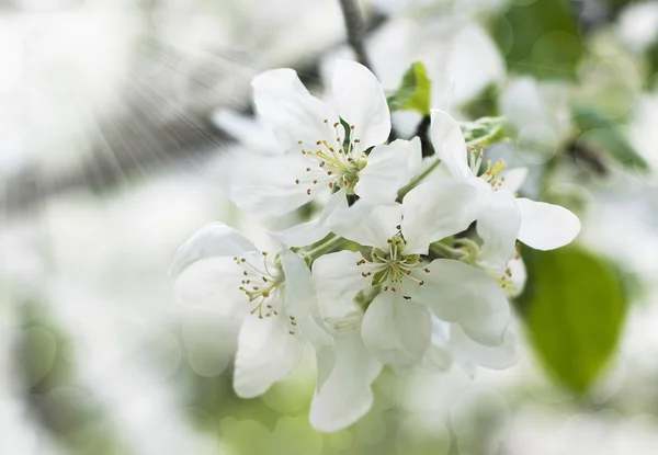 Fiore di mela — Foto Stock