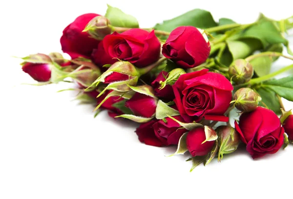 Rose rosse — Foto Stock