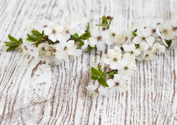 Körsbärsblomma — Stockfoto