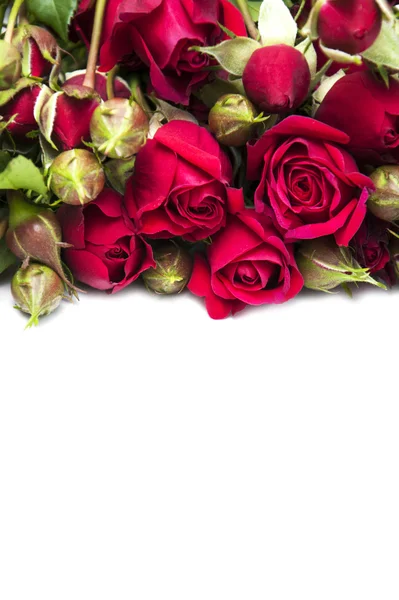 Rose rosse — Foto Stock