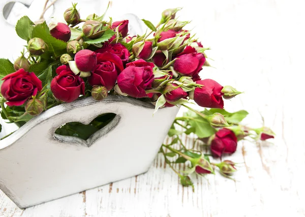 Red roses — Stock Photo, Image