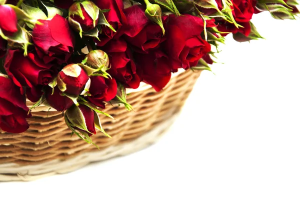 Rose rosse nel cestino — Foto Stock