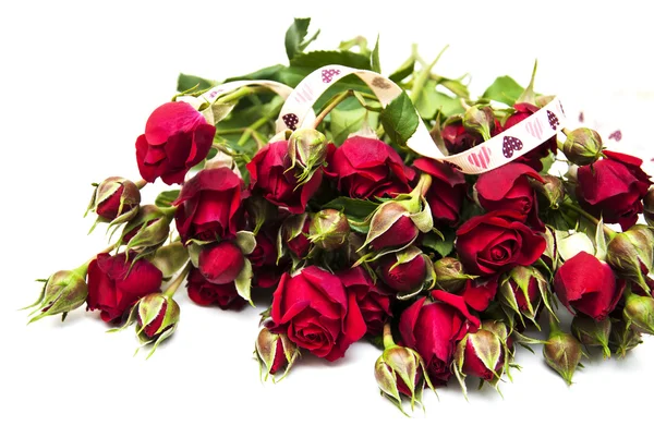 Rose rosse — Foto Stock