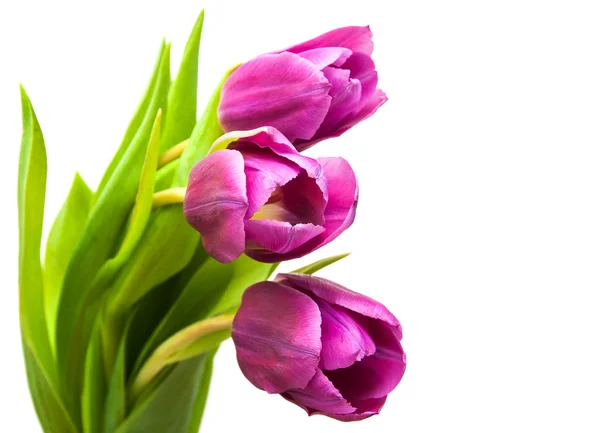 Roxo flores de tulipa coloridas — Fotografia de Stock