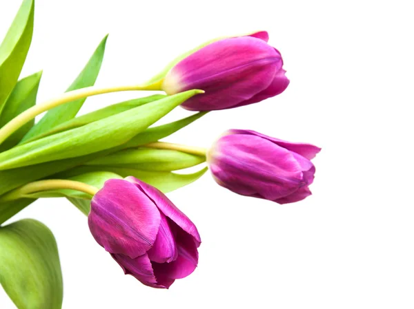 Violette Tulpenblüten — Stockfoto