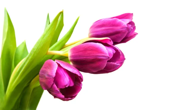 Flores de tulipán de color púrpura — Foto de Stock