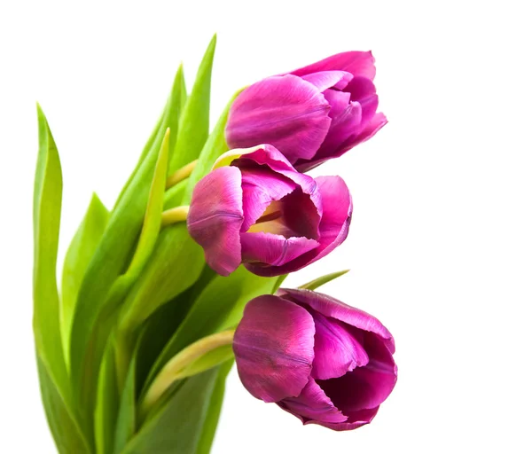 Roxo flores de tulipa coloridas — Fotografia de Stock