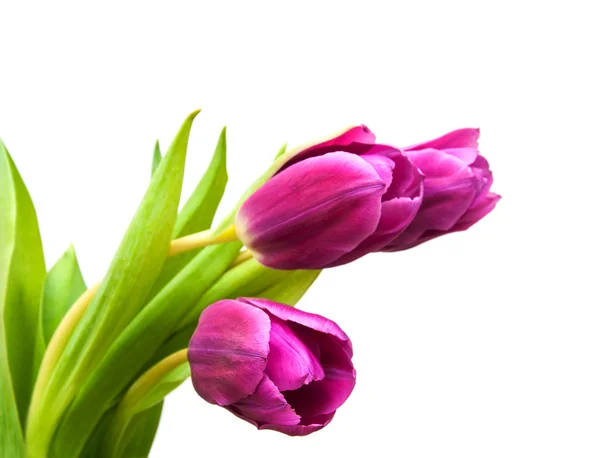 Mor renkli Lale çiçek — Stok fotoğraf
