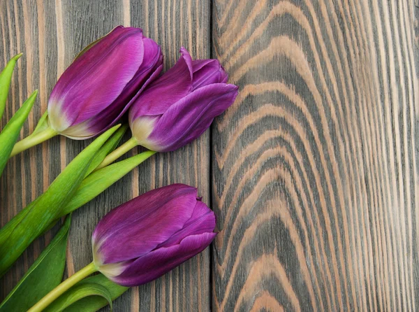 Flores de tulipán de color púrpura —  Fotos de Stock