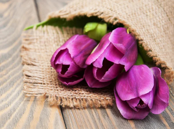 Paarse gekleurde tulp bloemen — Stockfoto