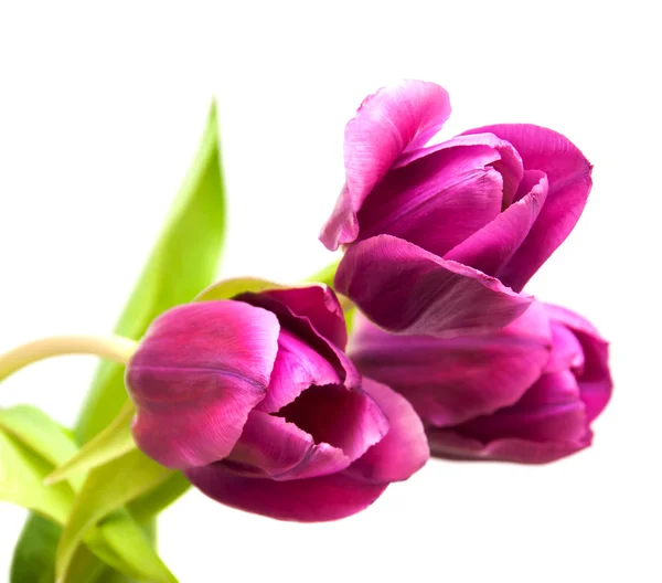Fleurs de tulipes de couleur pourpre — Photo