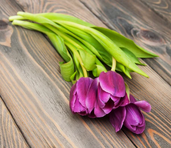 Flores de tulipán de color púrpura — Foto de Stock