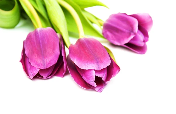 Roxo flores de tulipa coloridas — Fotografia de Stock