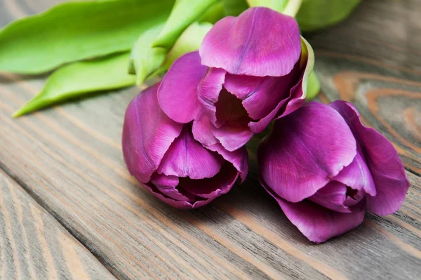 Fiori di tulipano di colore viola — Foto Stock