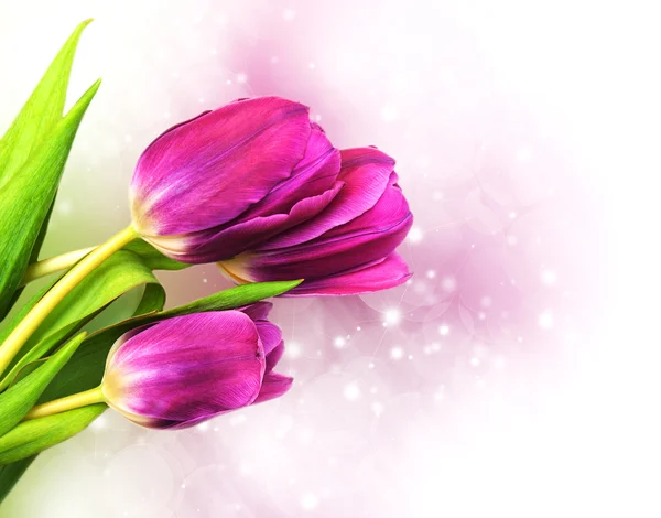 Purple colored tulip flowers — Stock Photo, Image