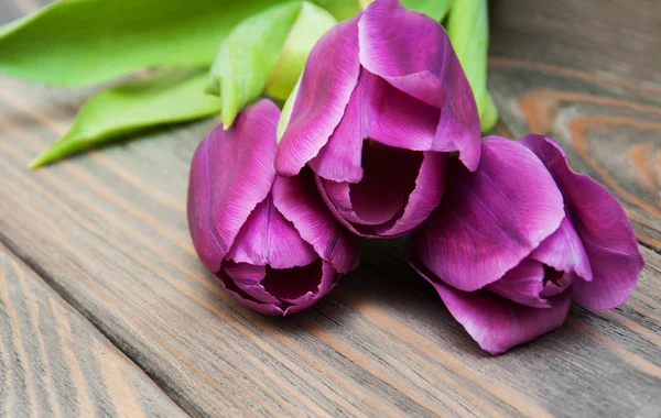 Flores de tulipán de color púrpura — Foto de Stock