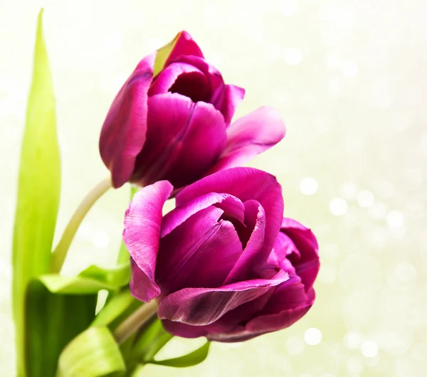 Purple colored tulip flowers — Stock Photo, Image