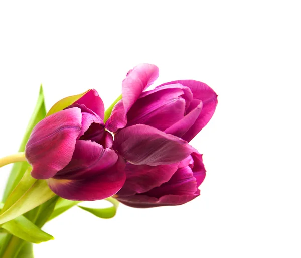 Purple colored tulip flowers — Stock Photo, Image