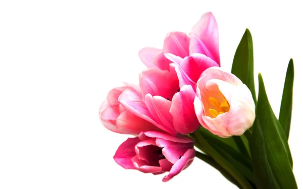 Różowy tulipan kolorowe kwiaty — Zdjęcie stockowe