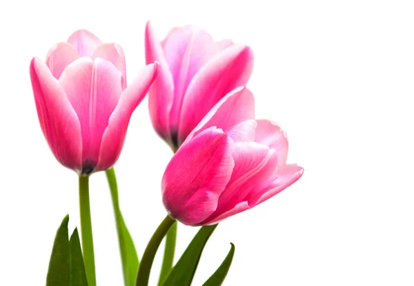 Flores de tulipa de cor rosa — Fotografia de Stock